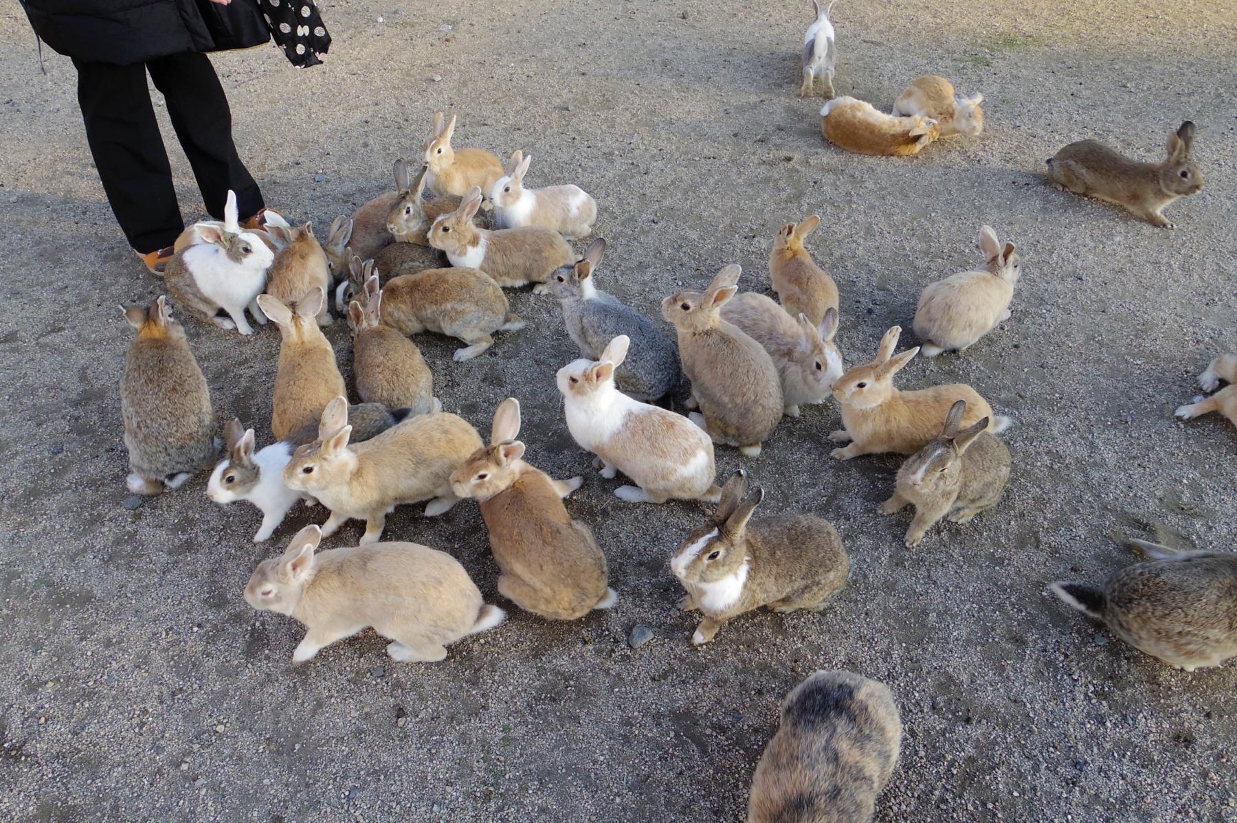 18切符で行く一人旅・大久野島編～新春旅行3泊4日旅行⑤～_c0177576_0365237.jpg