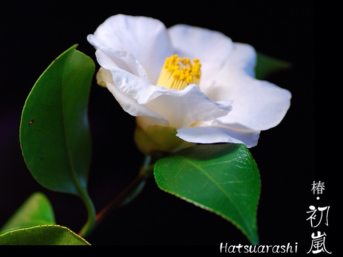花たち 椿 初嵐 ハツアラシ デジカメ散歩写真 花たち 椿 初嵐 ハツアラシ デジカメ散歩写真