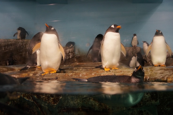 水族館の仲間達_d0129083_19463738.jpg