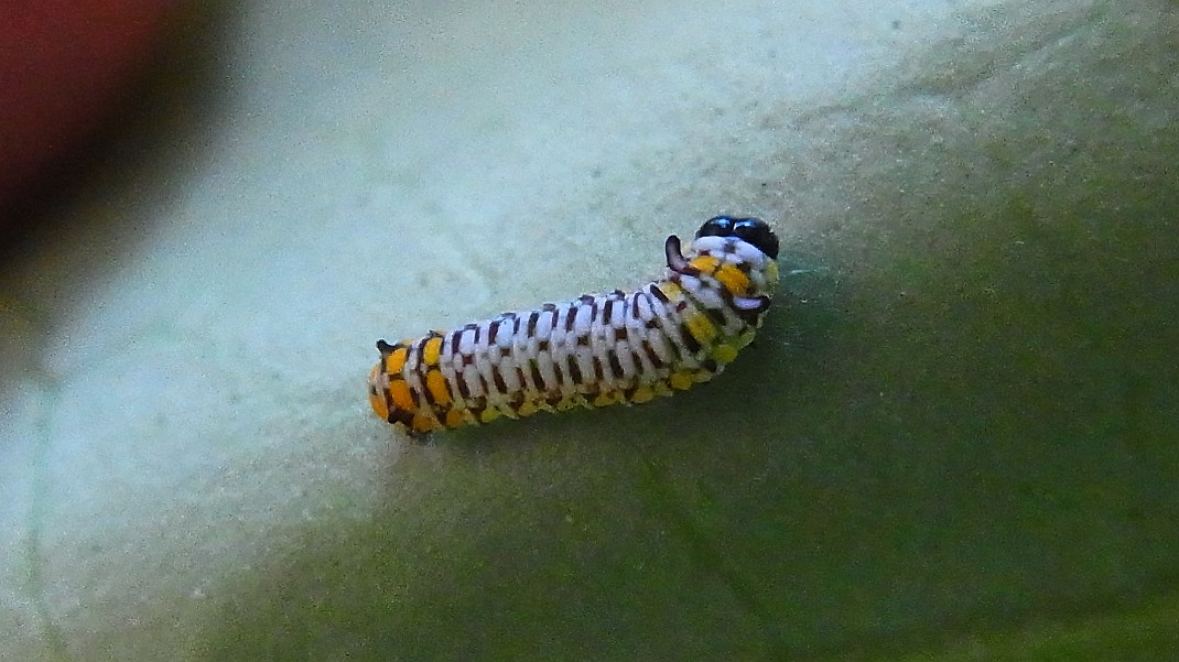 a0152692_1925196.jpg