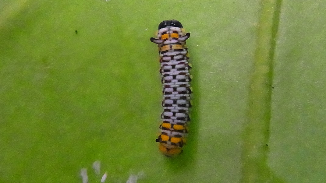 a0152692_19261355.jpg