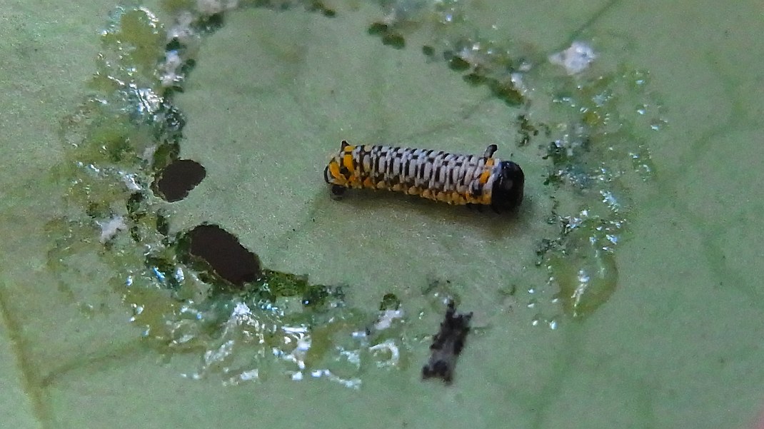 a0152692_1927898.jpg