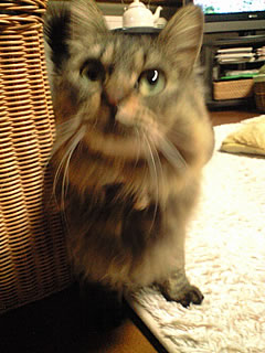 c0035001_15554670.jpg