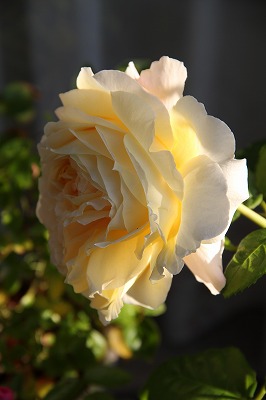 a0123003_2235515.jpg