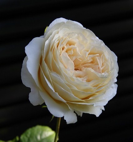 a0123003_2241621.jpg