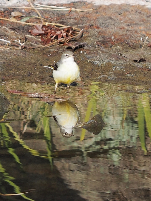 寒中の白鳥庭園_e0075403_19141187.jpg