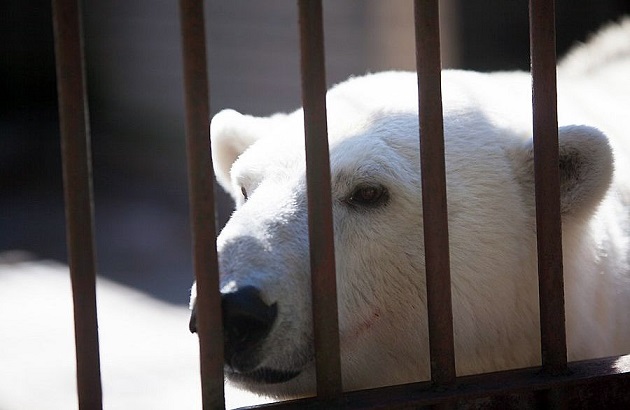 エストニア・タリン動物園で誕生の赤ちゃん、順調に間もなく生後2ヶ月へ_a0151913_2215098.jpg