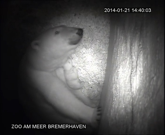 ドイツ・ブレーマーハーフェン臨海動物園の赤ちゃんの生後36日目の映像が公開 ~ 成長過程の目安_a0151913_23155443.jpg
