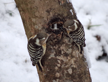 f0232920_1405961.gif