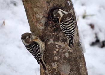 f0232920_1413315.gif