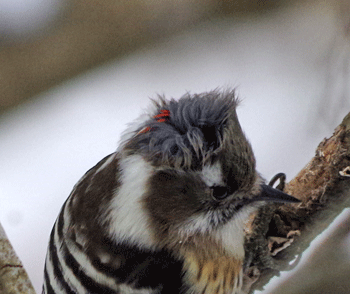 f0232920_1422877.gif