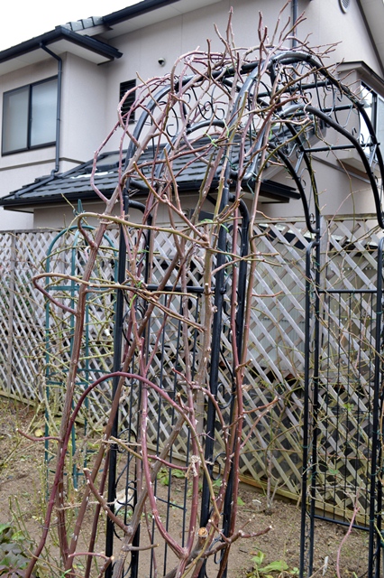 アーチへの誘引 クラウン プリンセス マルガリータ Doriのお気に入り