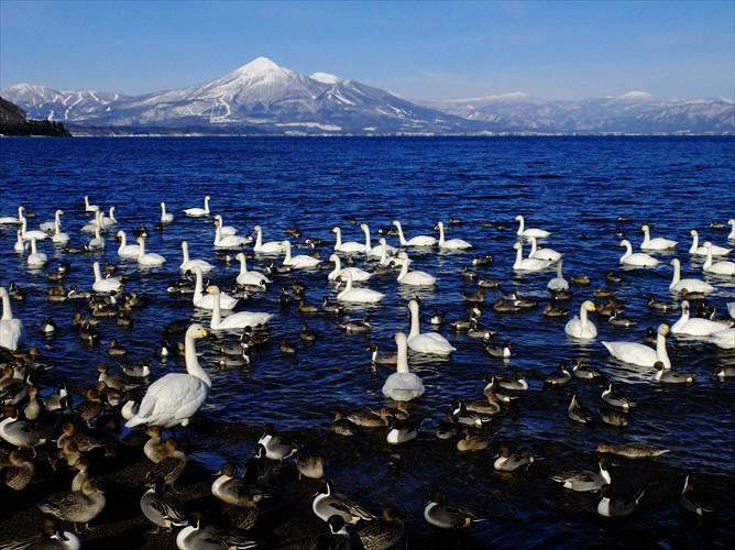 福島県会津若松市 猪苗代湖 崎川浜 白鳥飛来地 フォトハウス In 福島