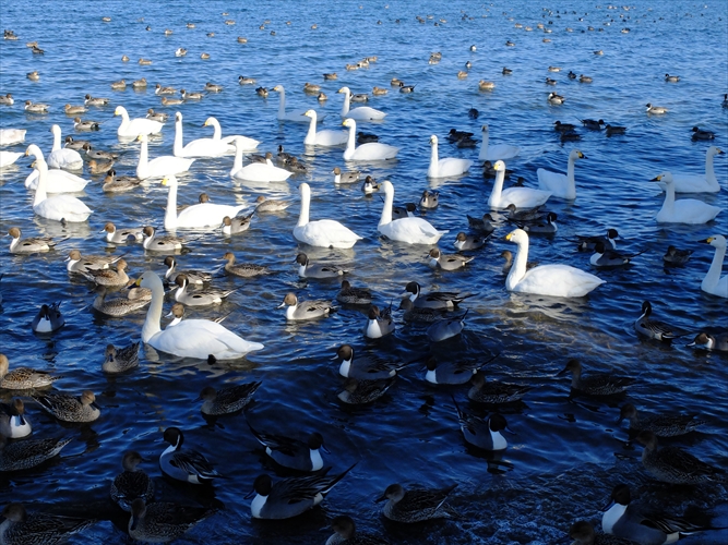 福島県会津若松市 猪苗代湖 崎川浜 白鳥飛来地 フォトハウス In 福島