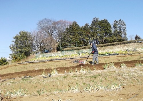 豆の草取り..._b0137932_2340567.jpg