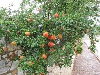 f0224632_85198.jpg