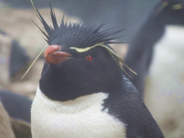 イワトビペンギン フォークランド諸島上陸 フォークランド諸島 イギリス ごきぶりダンス イワトビペンギン フォークランド諸島上陸 フォークランド諸島 イギリス ごきぶりダンス
