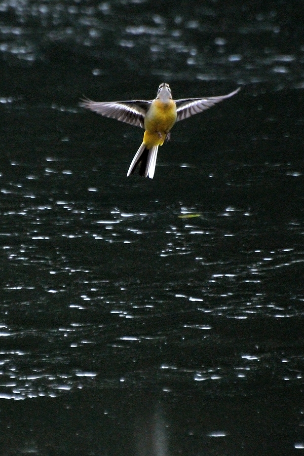 公園の鳥さん_d0148541_19541759.jpg