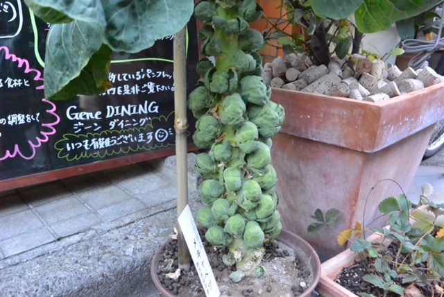 なんだかんだ元気にしてます、芽キャベツです。&1月24日(金)のランチメニュー_d0243849_2319834.jpg