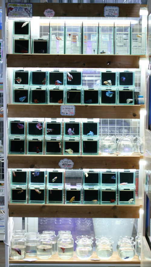 a0162263_20474654.jpg