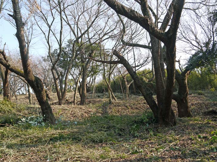 圧巻！山桜の巨木群の全貌目前に1・18六国見山定例手入れ_c0014967_9453419.jpg