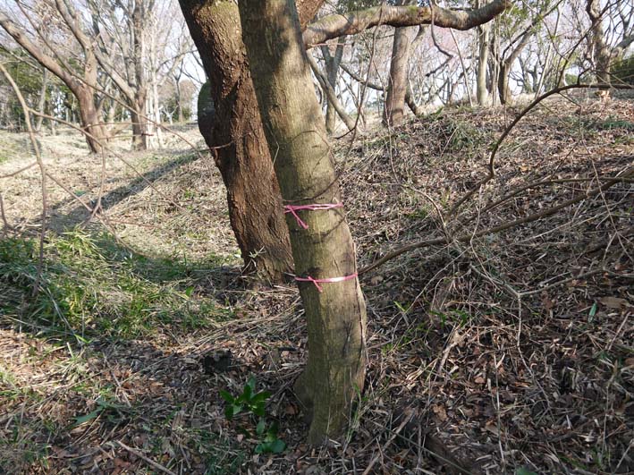 圧巻！山桜の巨木群の全貌目前に1・18六国見山定例手入れ_c0014967_9464177.jpg