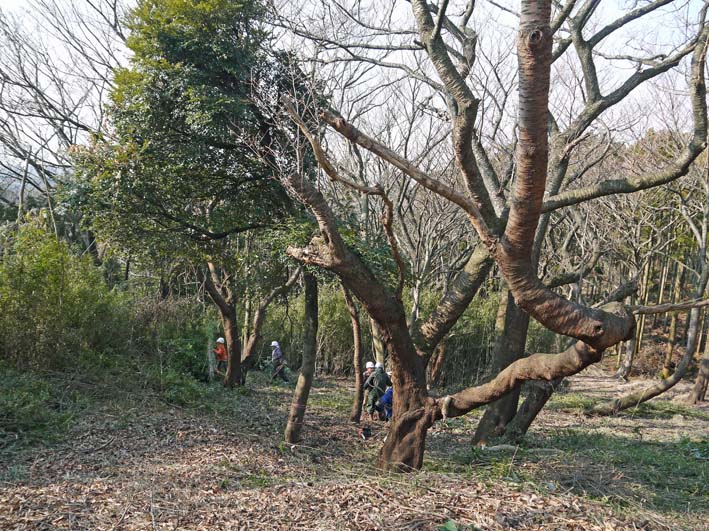 圧巻！山桜の巨木群の全貌目前に1・18六国見山定例手入れ_c0014967_956027.jpg