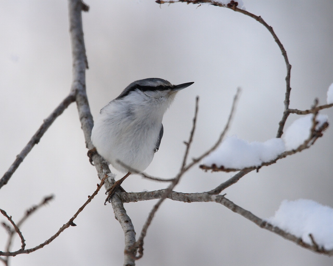 2014年1月雪と鳥シリーズその９：　雪の中のゴジュウカラ_f0105570_224156100.jpg