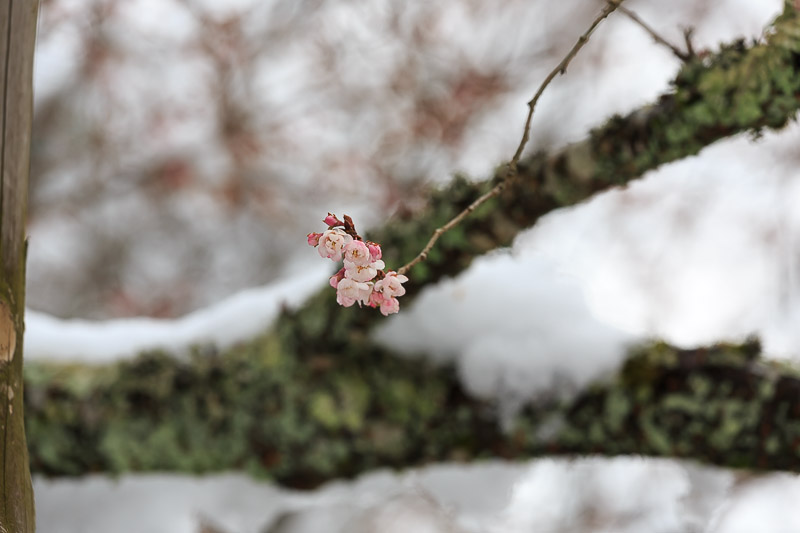 雪の大原〜実光院〜_f0224083_05373.jpg