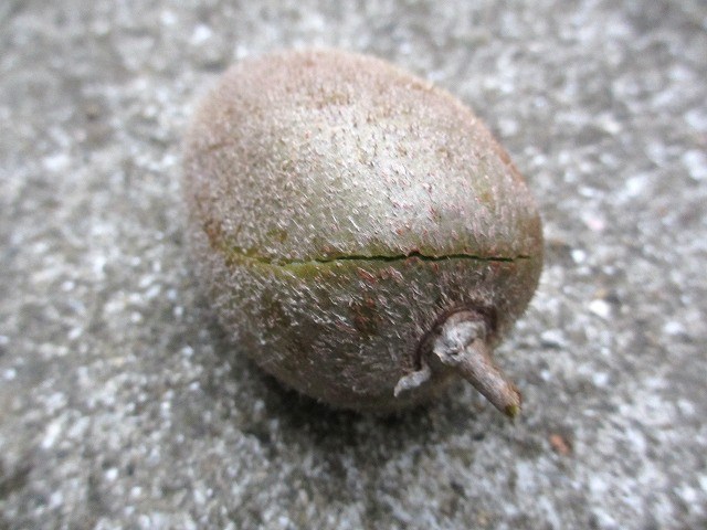 b0182884_23522025.jpg
