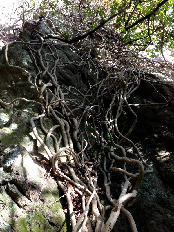 2014/01/16 Scrambling and Mountain Running in Shodoshima 小豆島_b0220886_15251733.jpg