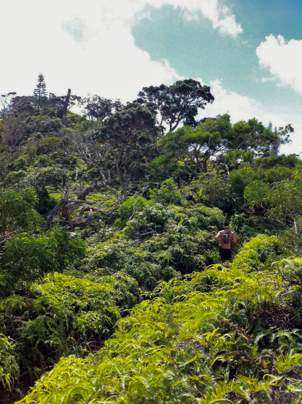2014/01/17 Mountain Running Trip in Oahu of Hawaii Day.1 Mau\'umae Trail_b0220886_1648361.jpg