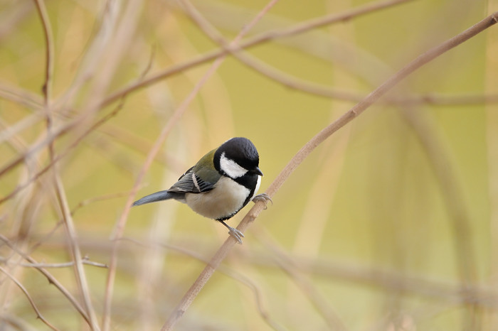 2014 01 23 ヌカミソとノートリるり子_a0143491_2316158.jpg