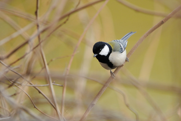 2014 01 23 ヌカミソとノートリるり子_a0143491_23174727.jpg