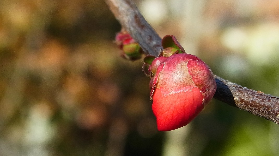a0152692_17262213.jpg