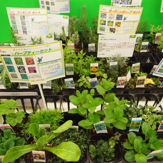 苗ものの仕入れ①カネコ種苗展示会_a0292194_22574224.jpg