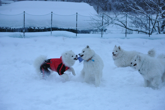 雪中キャンプ in WAN-WA　part4_a0049296_2034065.jpg