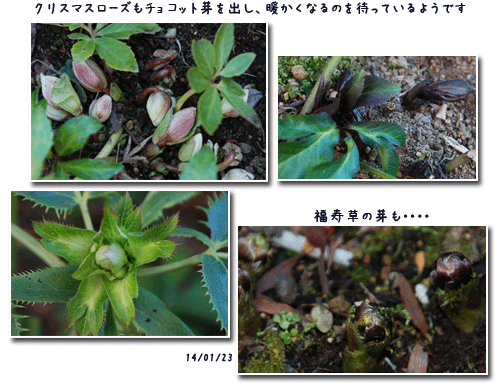 c0051105_23042709.png