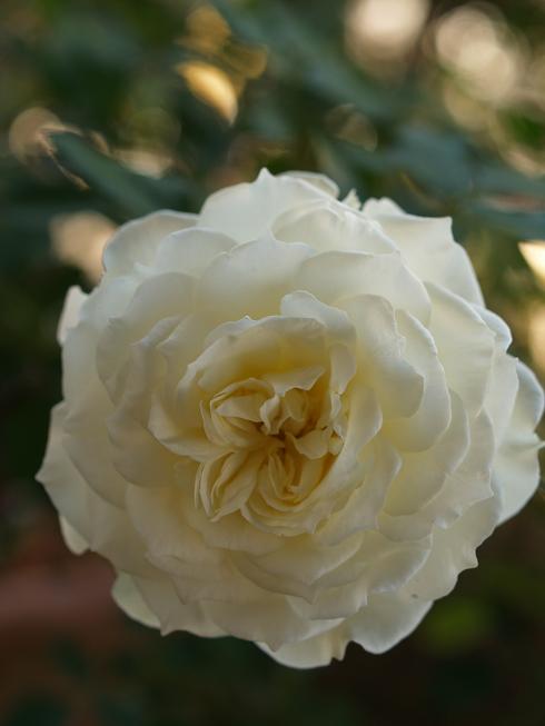 薔薇の咲かない季節は淋しいね Hibariの巣
