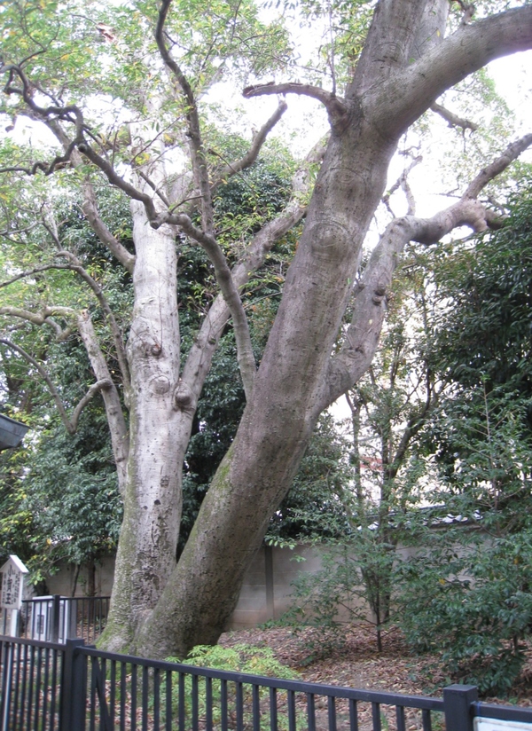 白峯神宮(しらみねじんぐう)_d0287413_17463196.jpg