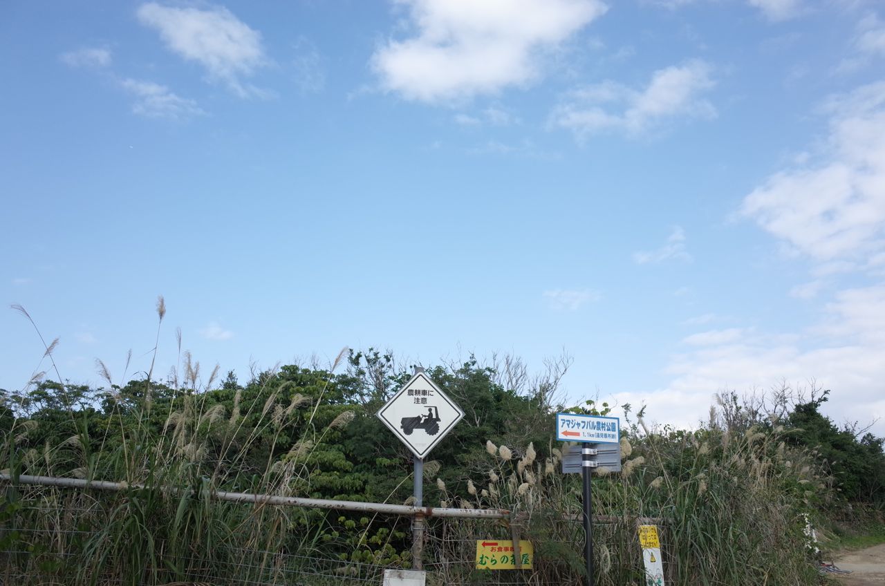 アマジャフバル農村公園 古宇利島で さしば を観察 沖縄の風 アマジャフバル農村公園 古宇利島で さしば を観察 沖縄の風