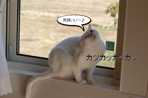 窓際の白猫さん_e0151545_21421421.jpg