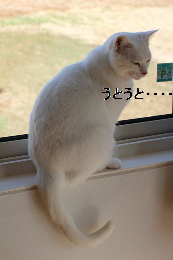 窓際の白猫さん_e0151545_21431551.jpg