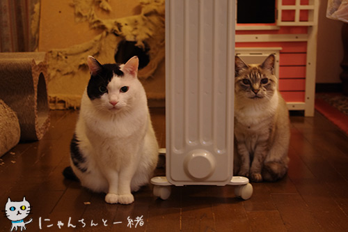 いろいろ実証中_e0031853_22151712.jpg