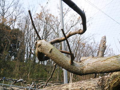 熊本梨　本藤果樹園　「待ち枝」と剪定作業_a0254656_18263771.jpg