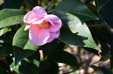c0229483_8232664.jpg