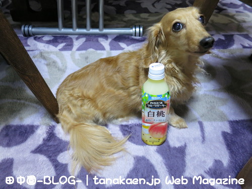 いい加減休もう…_b0200291_21563286.jpg