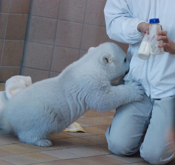 確かに ホッキョクグマ ミライ アドベンチャーワールド Paradizoo 動物園って 楽しいね