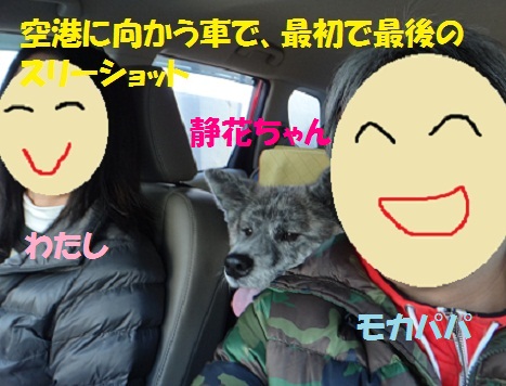 静花ちゃんと一緒に沖縄へ その1 準備編の1 もももの部屋 怖がりゆえに攻撃的な秋田犬のタイガ 老犬雑種のベスの共同生活 保護活動の記録です 時々お空のモカも登場 静花ちゃんと一緒に沖縄へ その1 準備編の1 もももの部屋 怖がりゆえに攻撃的な秋田犬のタイガ 老犬雑種のベスの共同生活 保護活動の記録です 時々お空のモカも登場