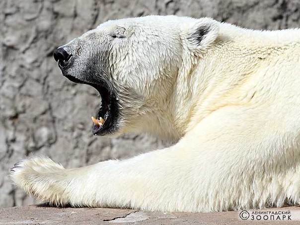 ロシア・サンクトペテルブルク、レニングラード動物園のウスラーダ、繁殖成功ならず? ~ 本命総崩れの年_a0151913_1463031.jpg
